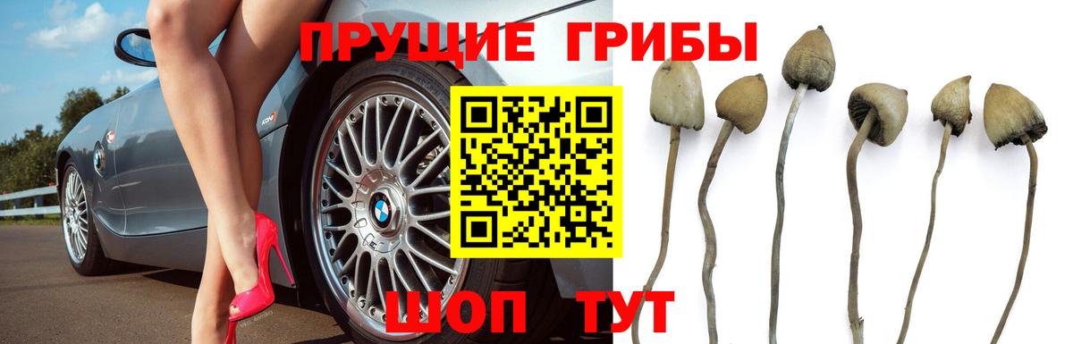 Галлюциногенные грибы мухоморы  магазин  наркотиков  Заводоуковск  Вход с VPN 